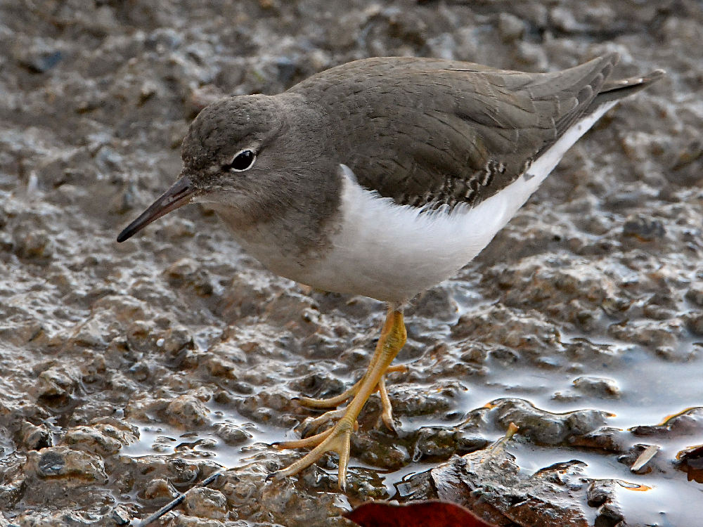 Sandpiper3.jpg