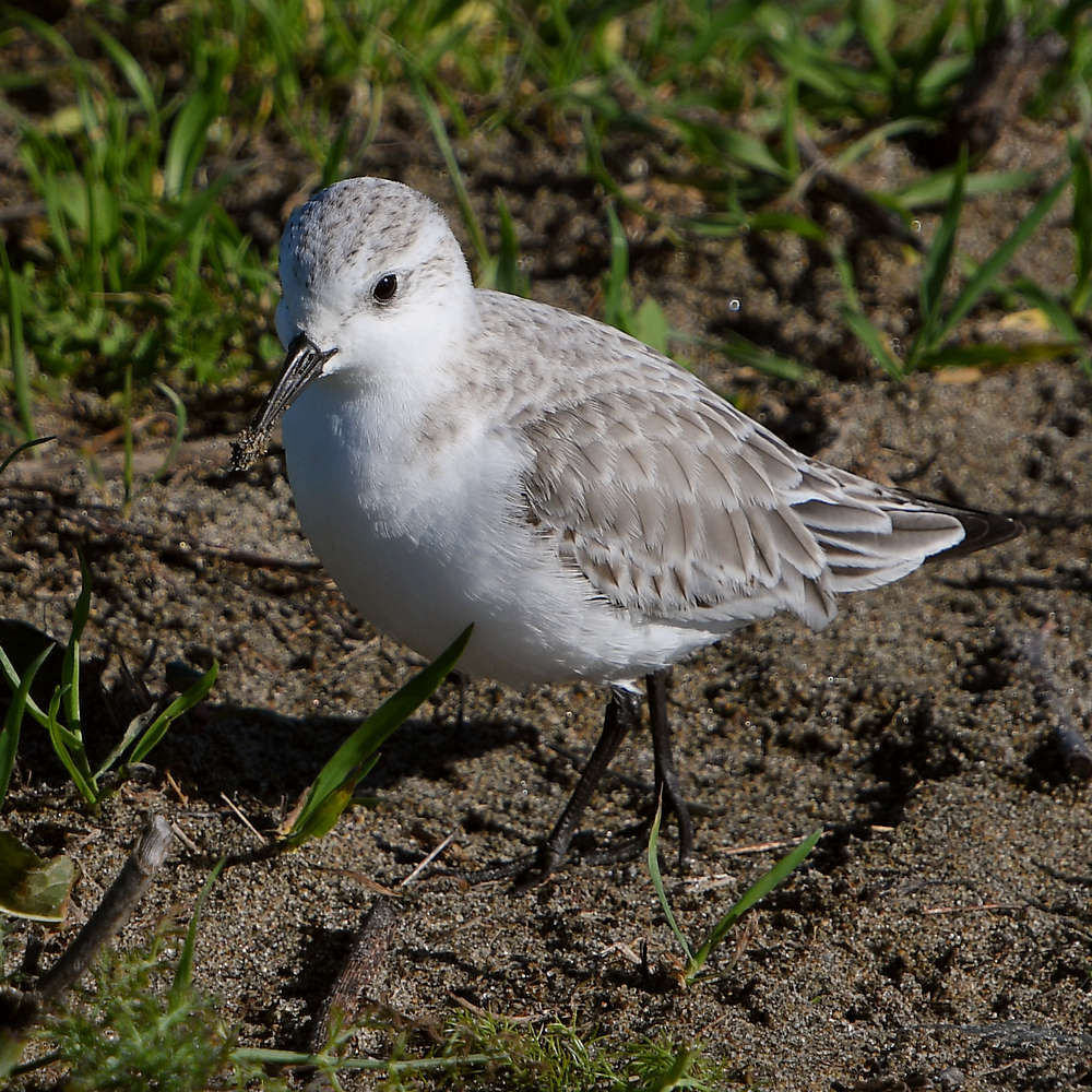 Sandpiper3.JPG