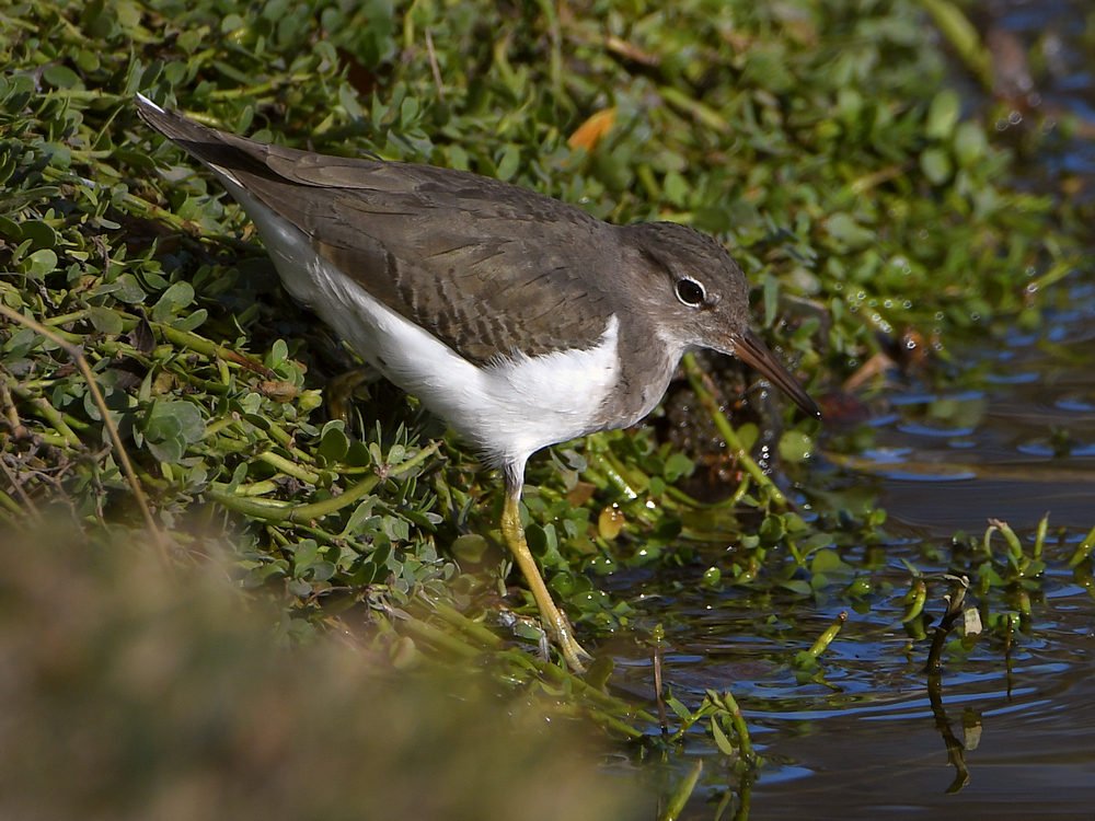 Sandpiper3.jpg