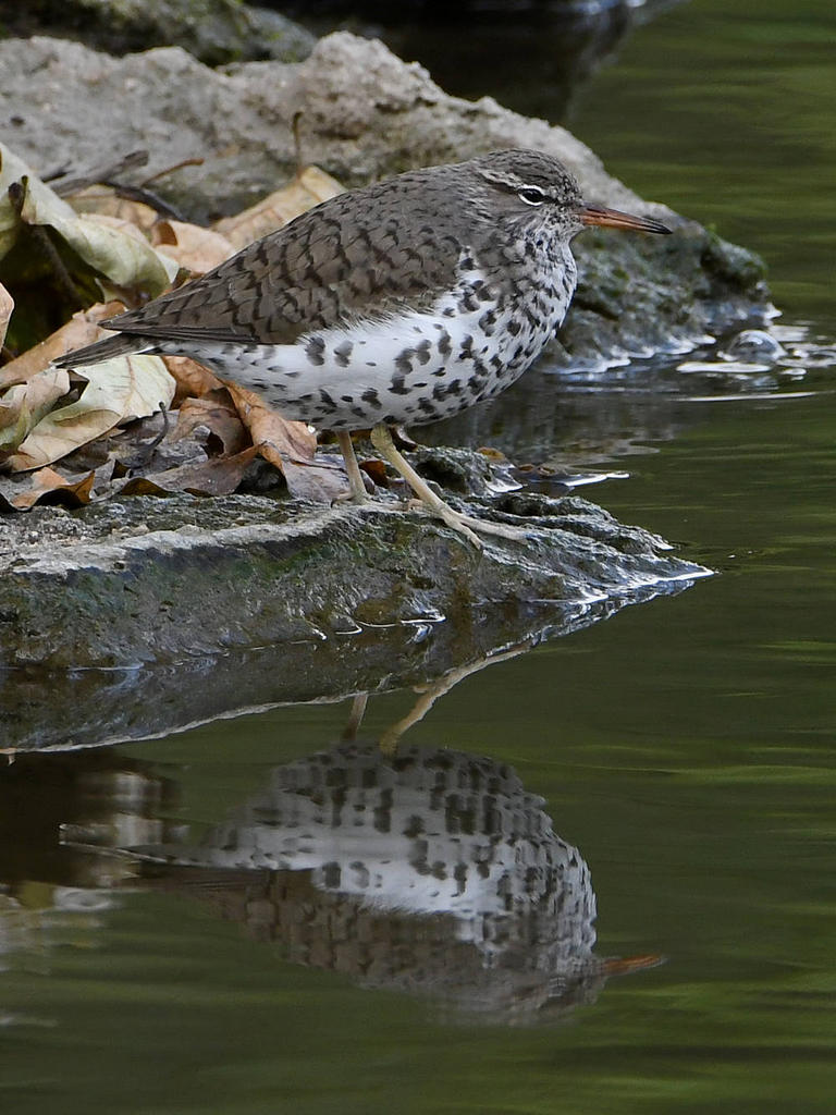 Sandpiper3.jpg