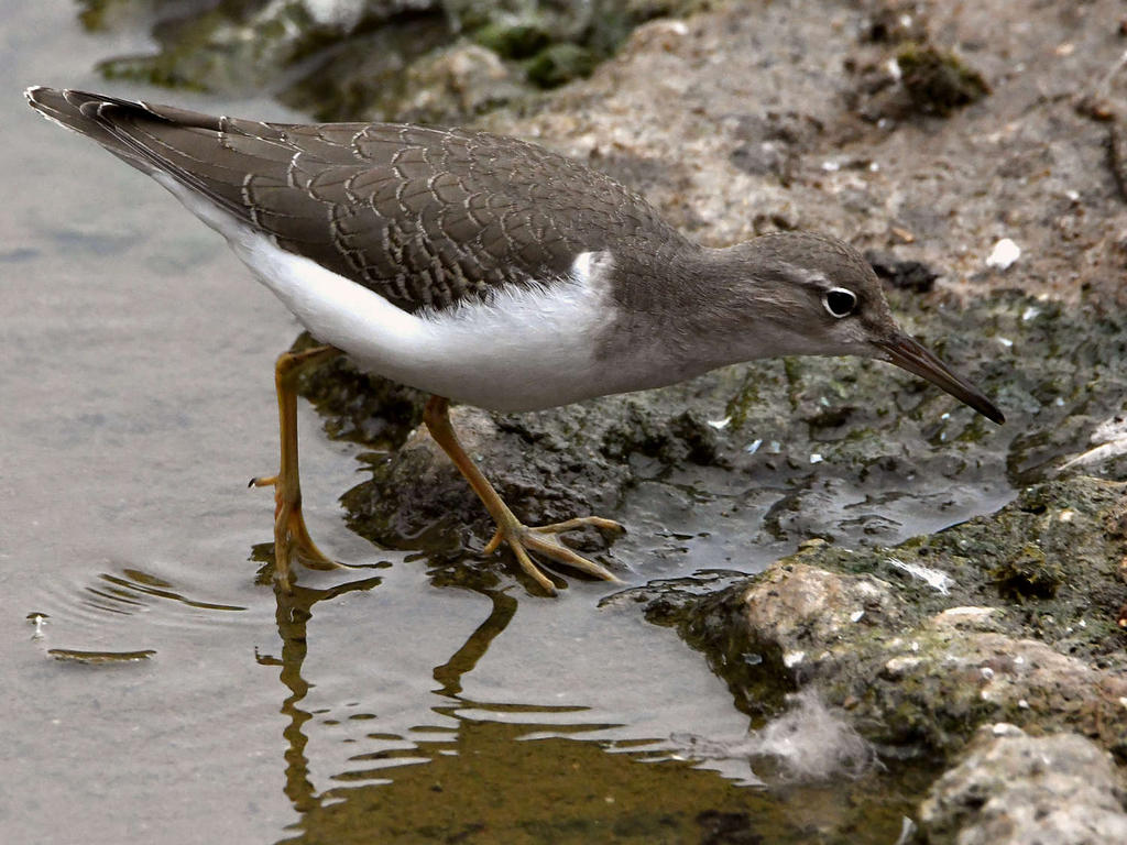 Sandpiper3.jpg