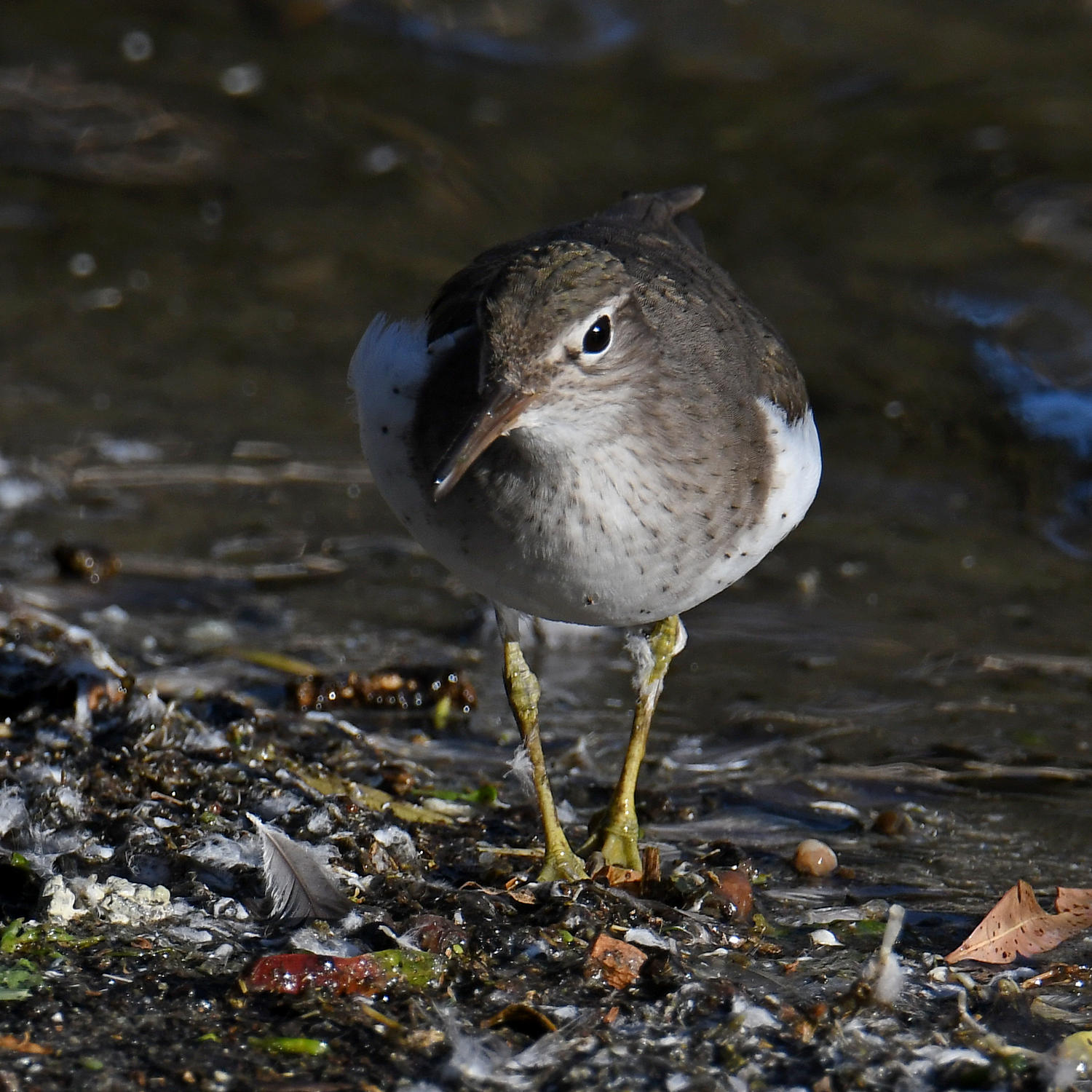 Sandpiper3.jpg