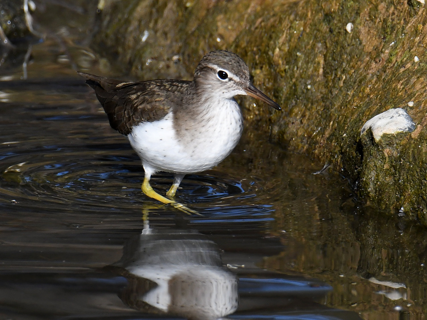 Sandpiper3.jpg
