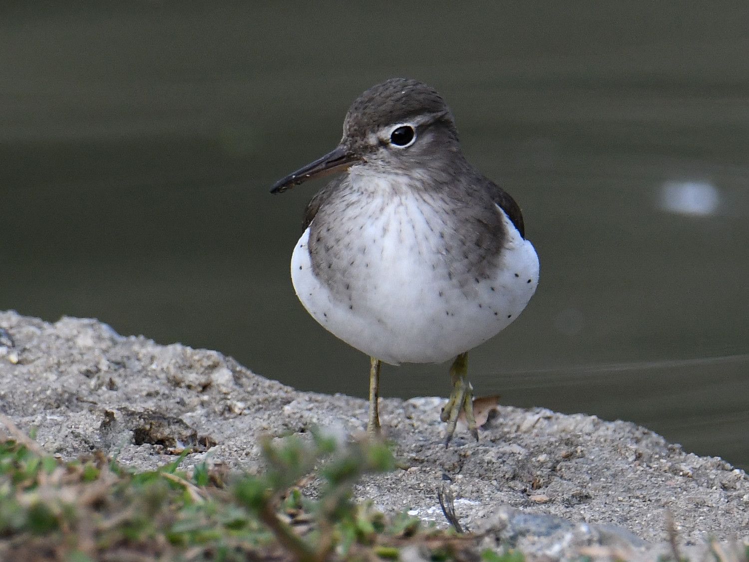 Sandpiper3.jpg