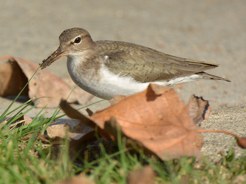 Sandpiper4.jpg