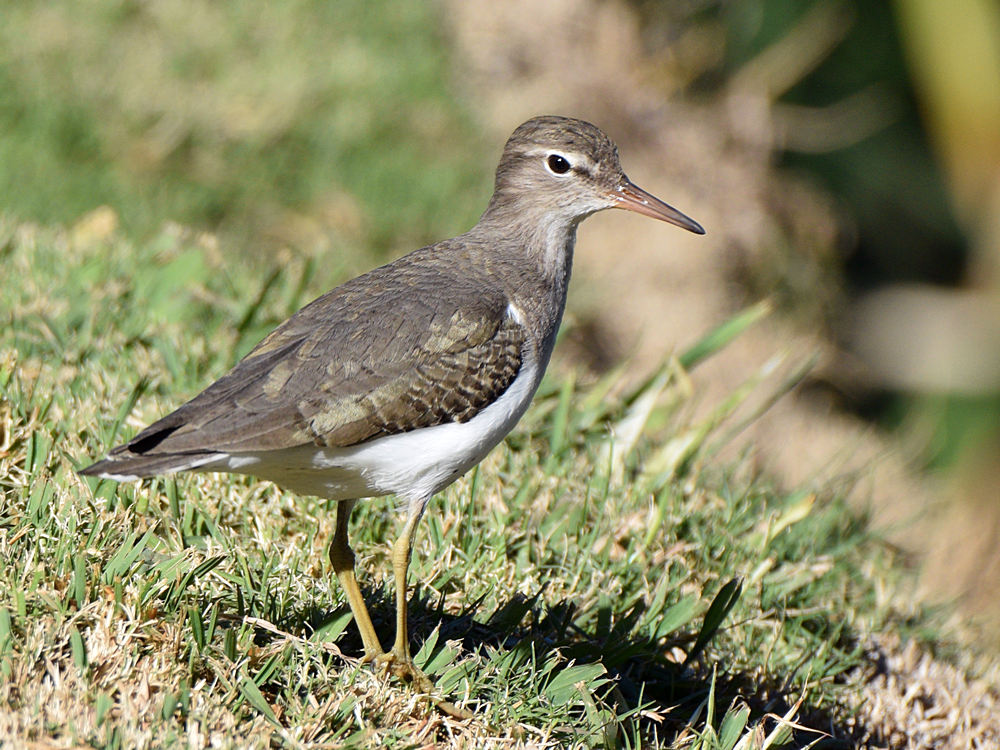 Sandpiper4.jpg