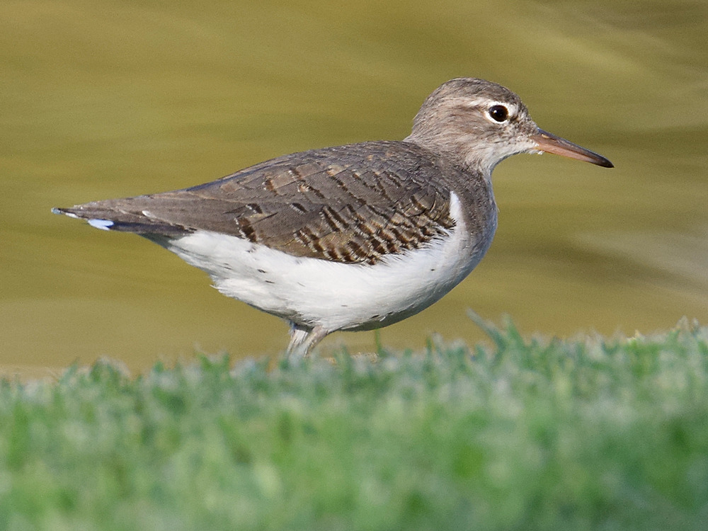 Sandpiper4.jpg