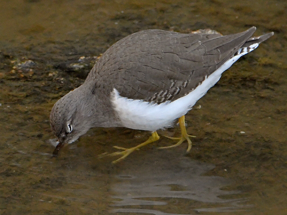 Sandpiper4.jpg