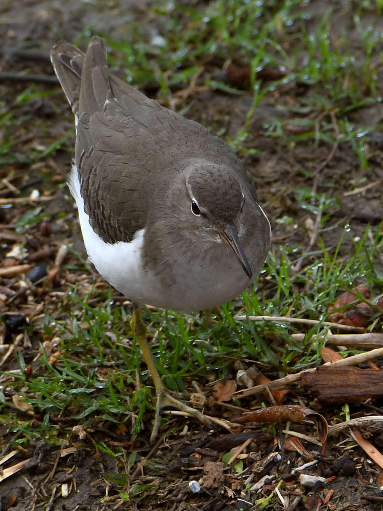 Sandpiper4.jpg
