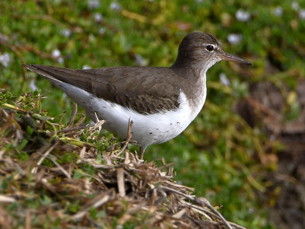 Sandpiper4.jpg