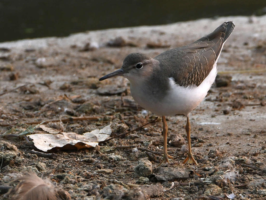 Sandpiper4.jpg