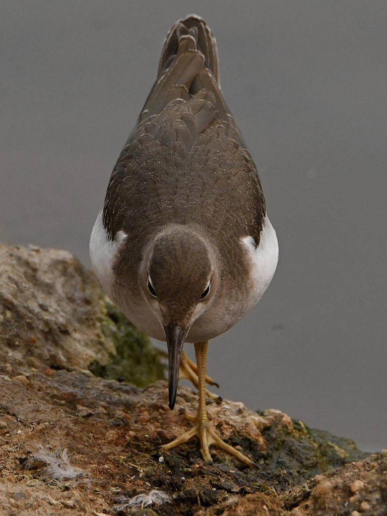 Sandpiper4.jpg