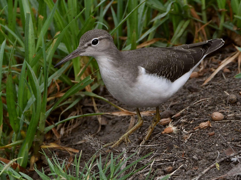 Sandpiper4.jpg