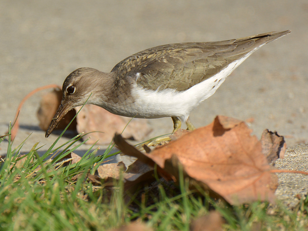 Sandpiper5.jpg