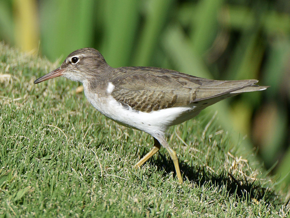 Sandpiper5.jpg