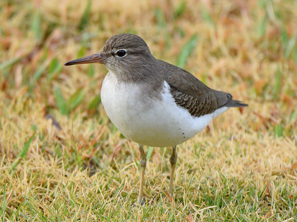 Sandpiper5.jpg