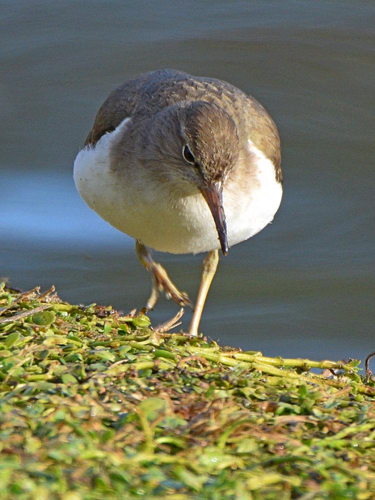 Sandpiper5.jpg