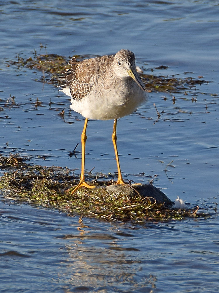 Sandpiper5.jpg