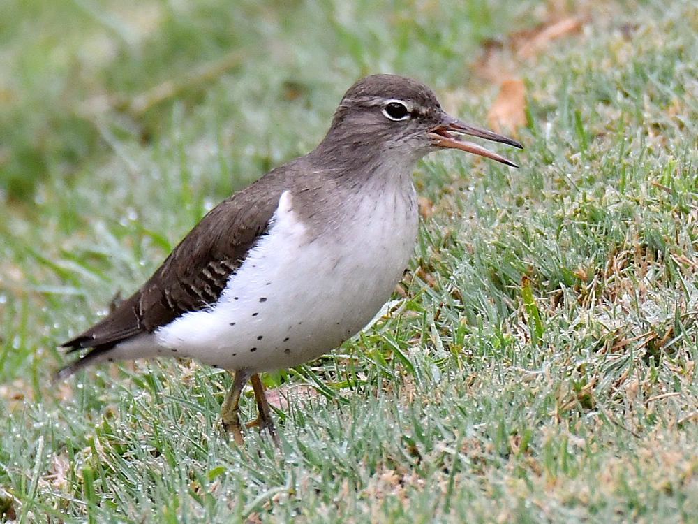 Sandpiper5.jpg