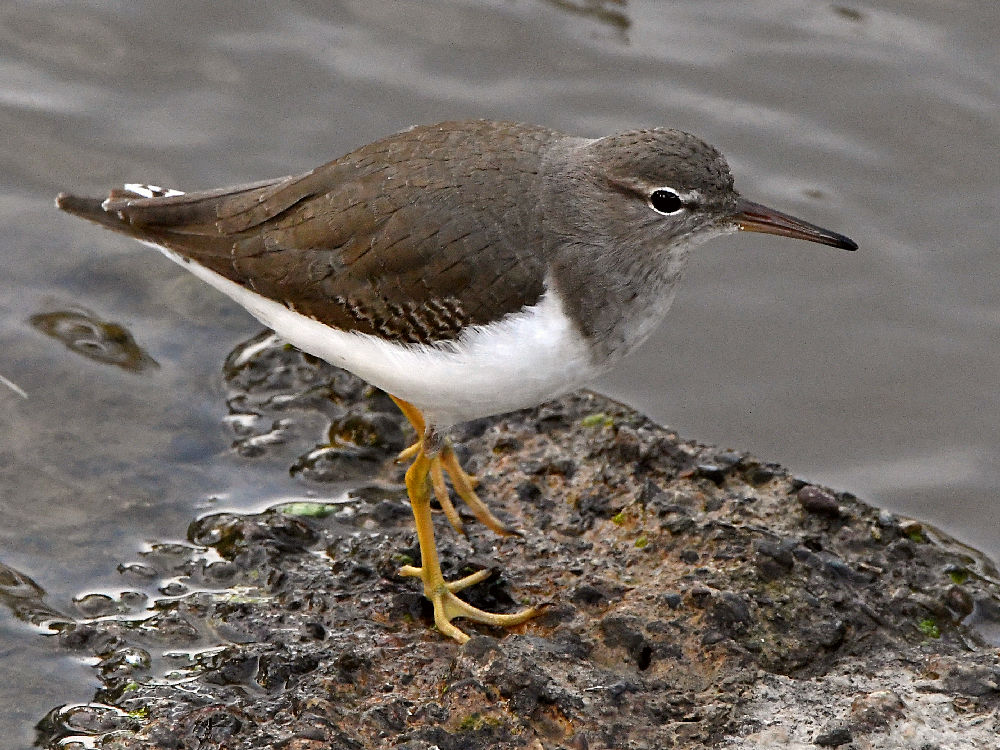 Sandpiper5.jpg