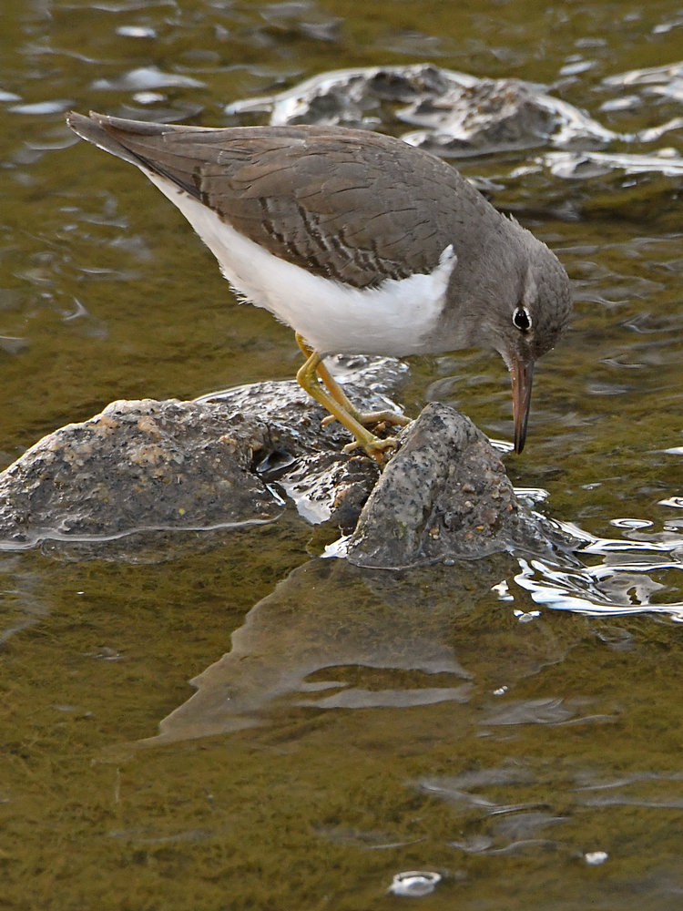 Sandpiper5.jpg