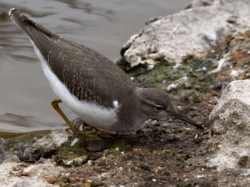 Sandpiper5.jpg