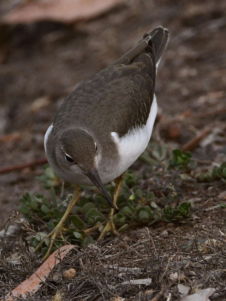 Sandpiper5.jpg