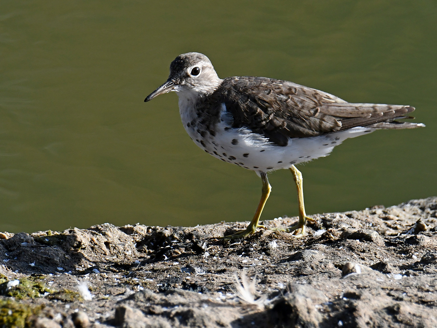 Sandpiper5.jpg