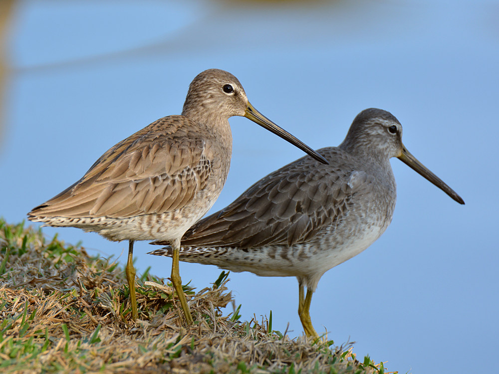 Sandpiper6.jpg