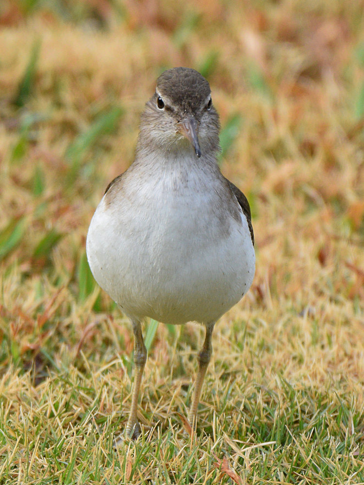 Sandpiper6.jpg