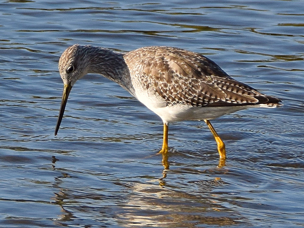 Sandpiper6.jpg