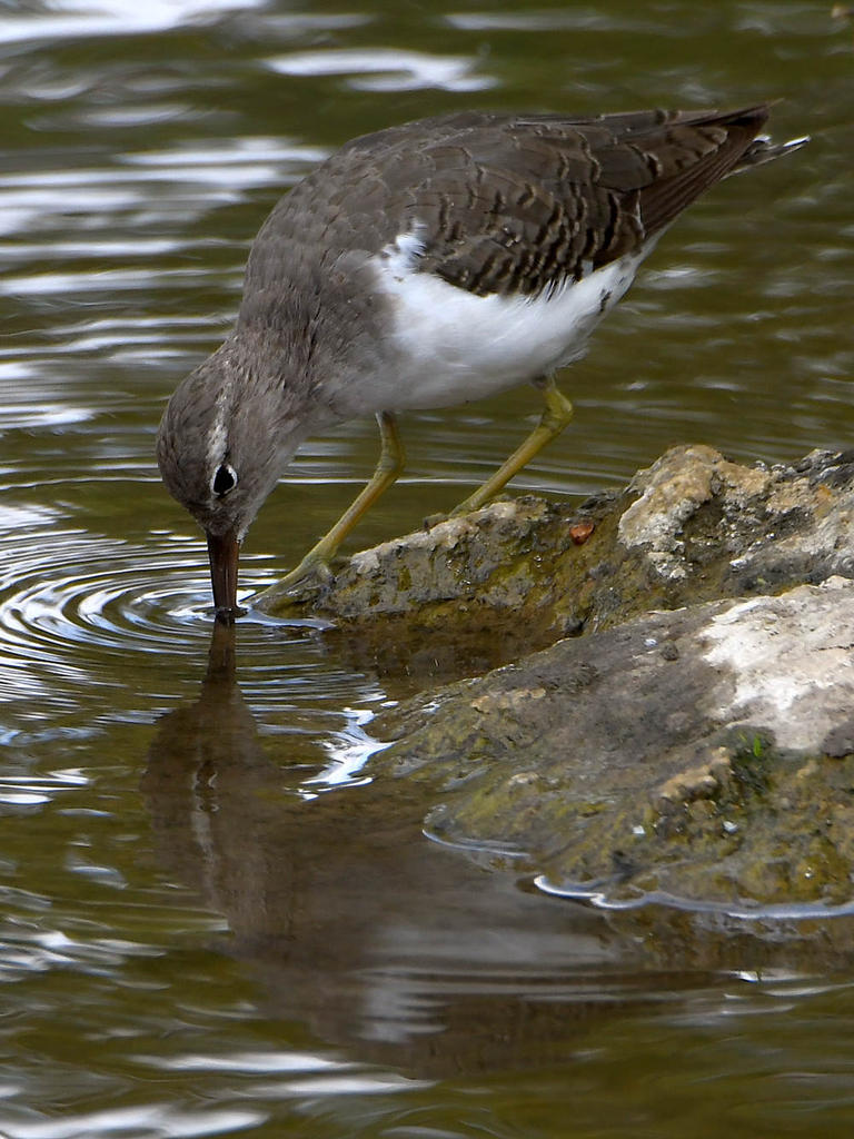 Sandpiper6.jpg