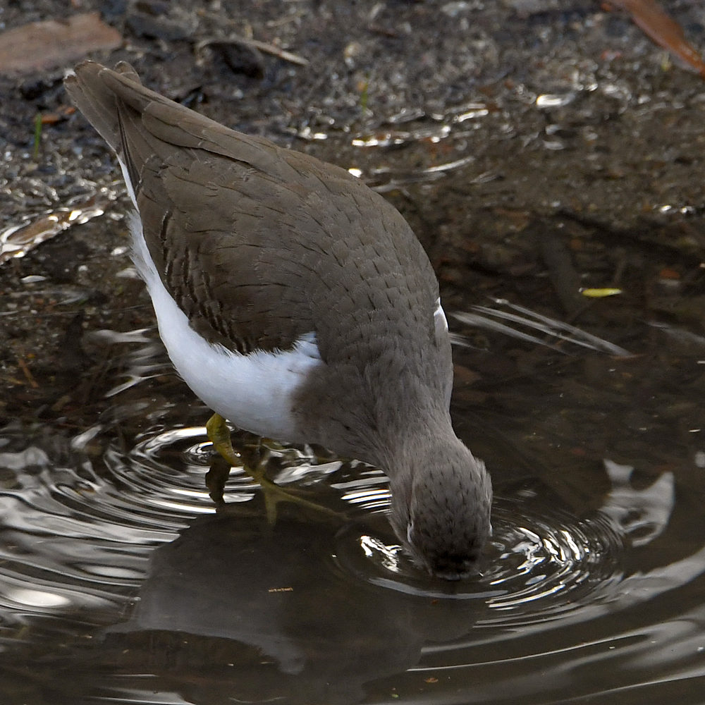 Sandpiper6.jpg