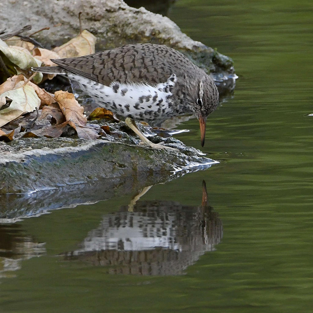 Sandpiper6.jpg