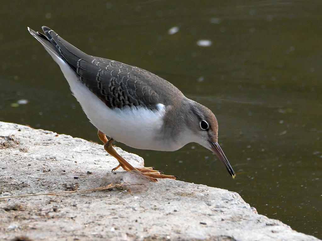 Sandpiper6.jpg