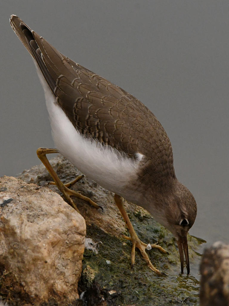 Sandpiper6.jpg