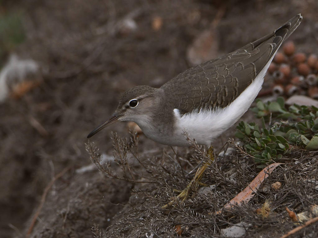 Sandpiper6.jpg