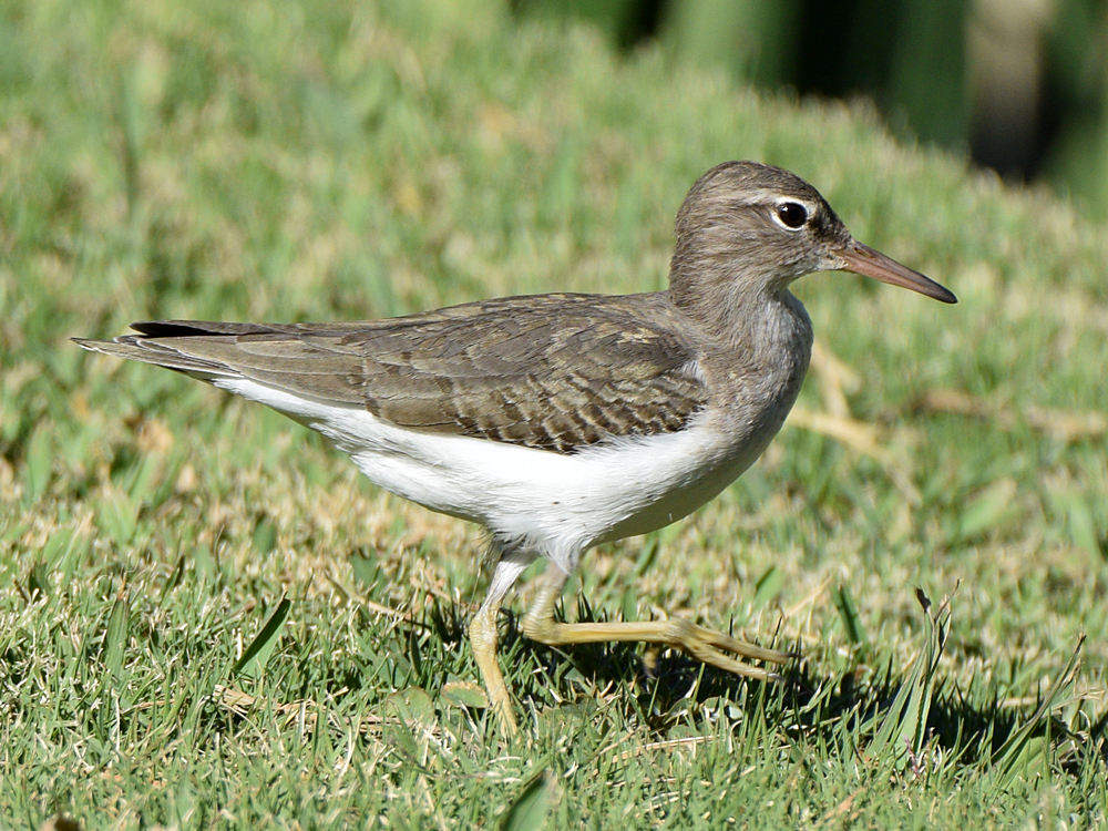 Sandpiper7.jpg