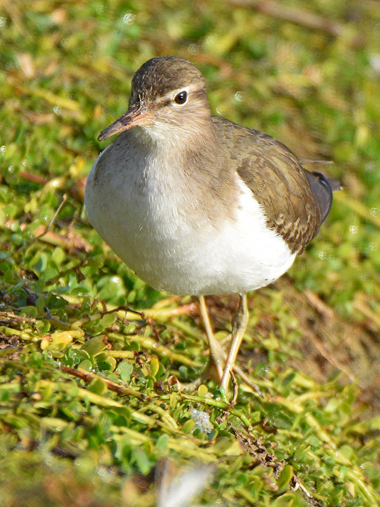 Sandpiper7.jpg