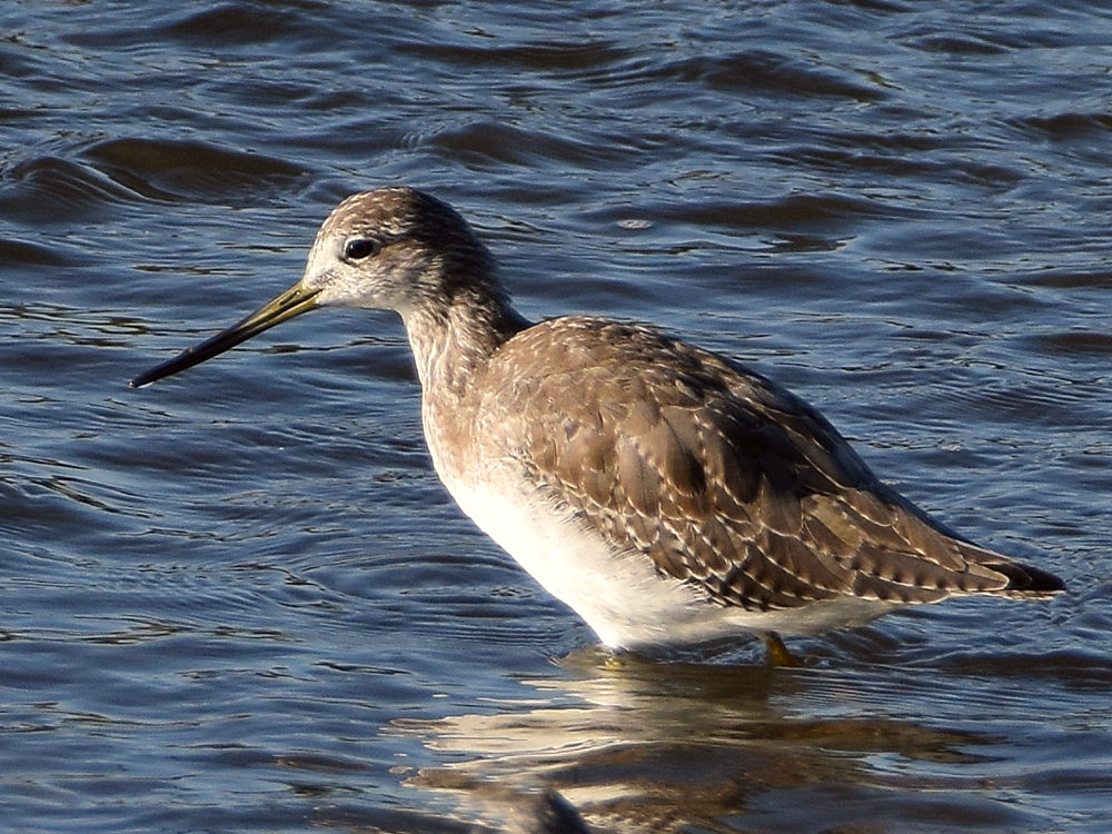 Sandpiper7.jpg