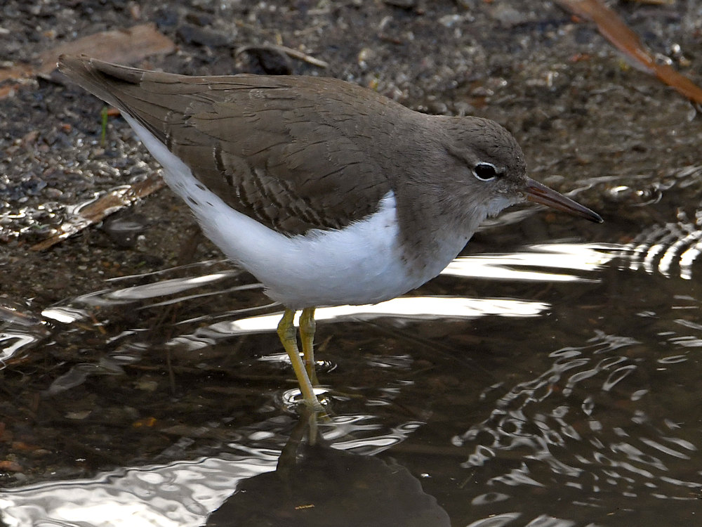 Sandpiper7.jpg