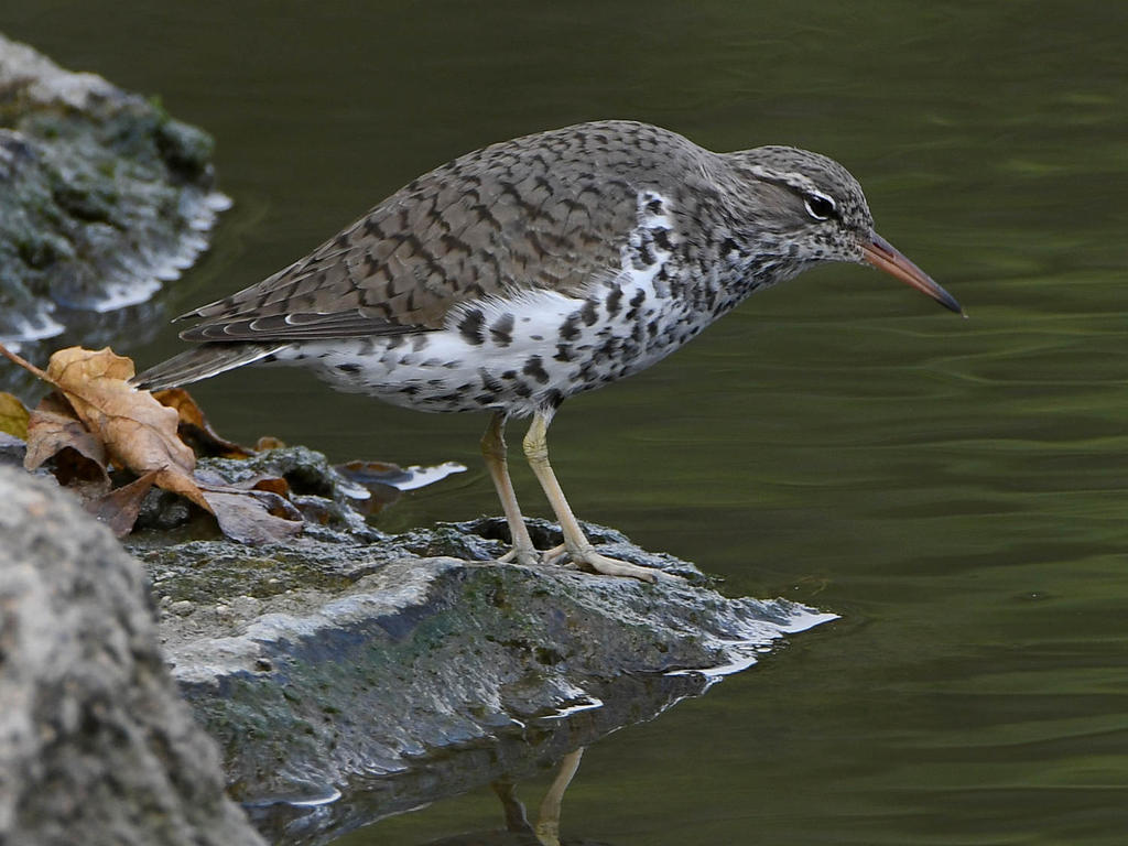 Sandpiper7.jpg
