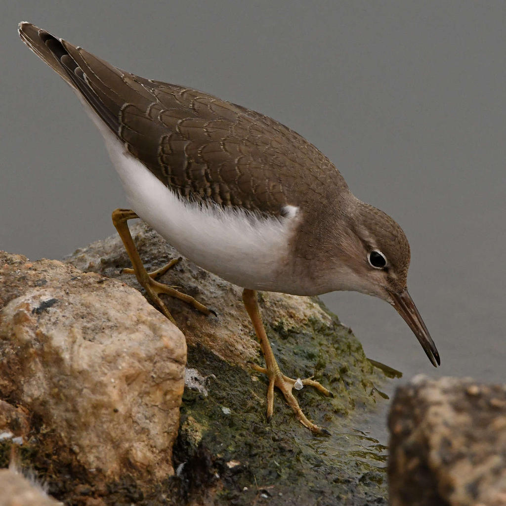 Sandpiper7.jpg