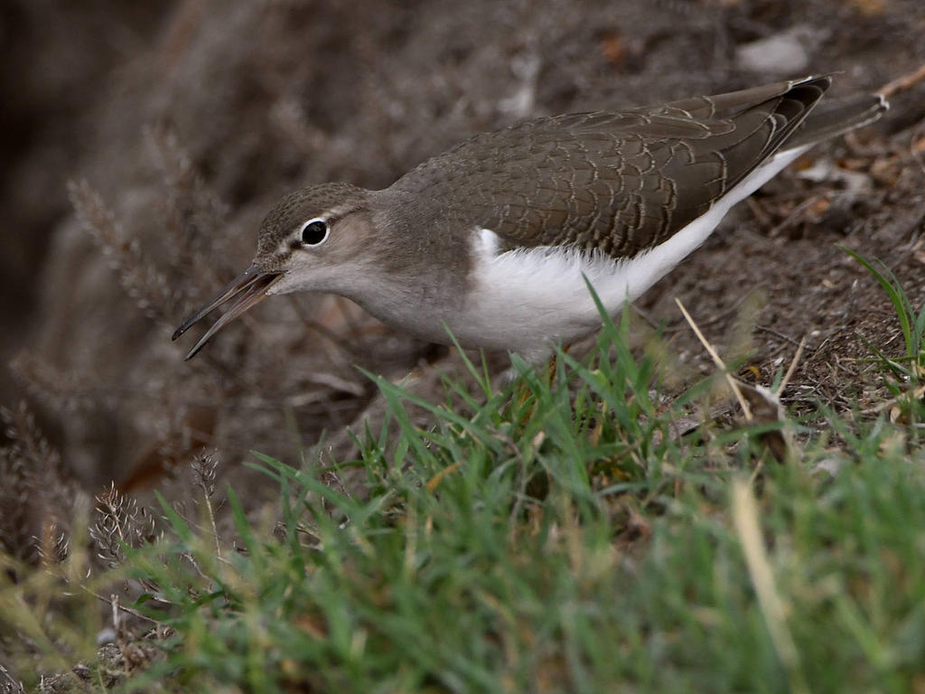Sandpiper7.jpg