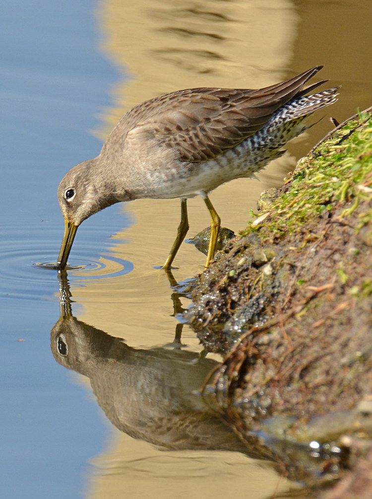Sandpiper8.jpg