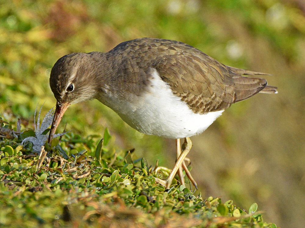 Sandpiper8.jpg