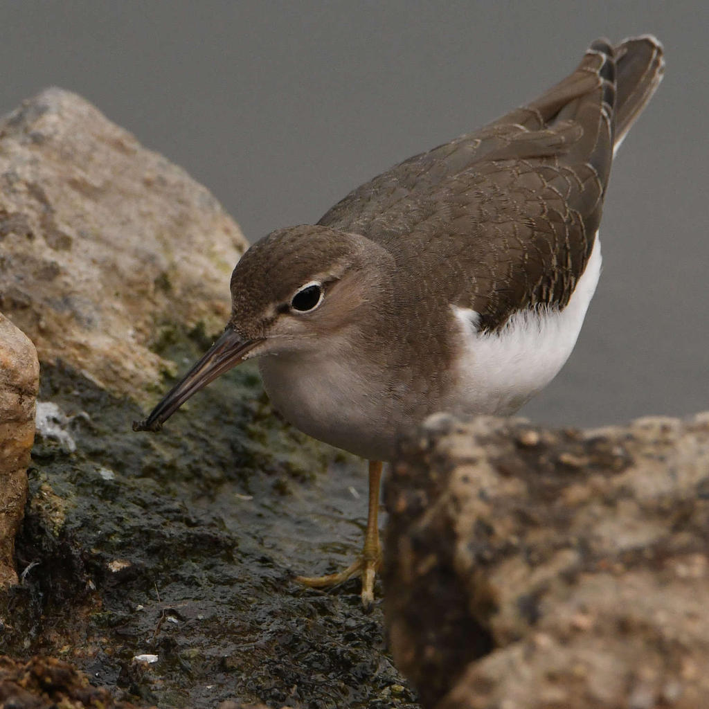 Sandpiper8.jpg