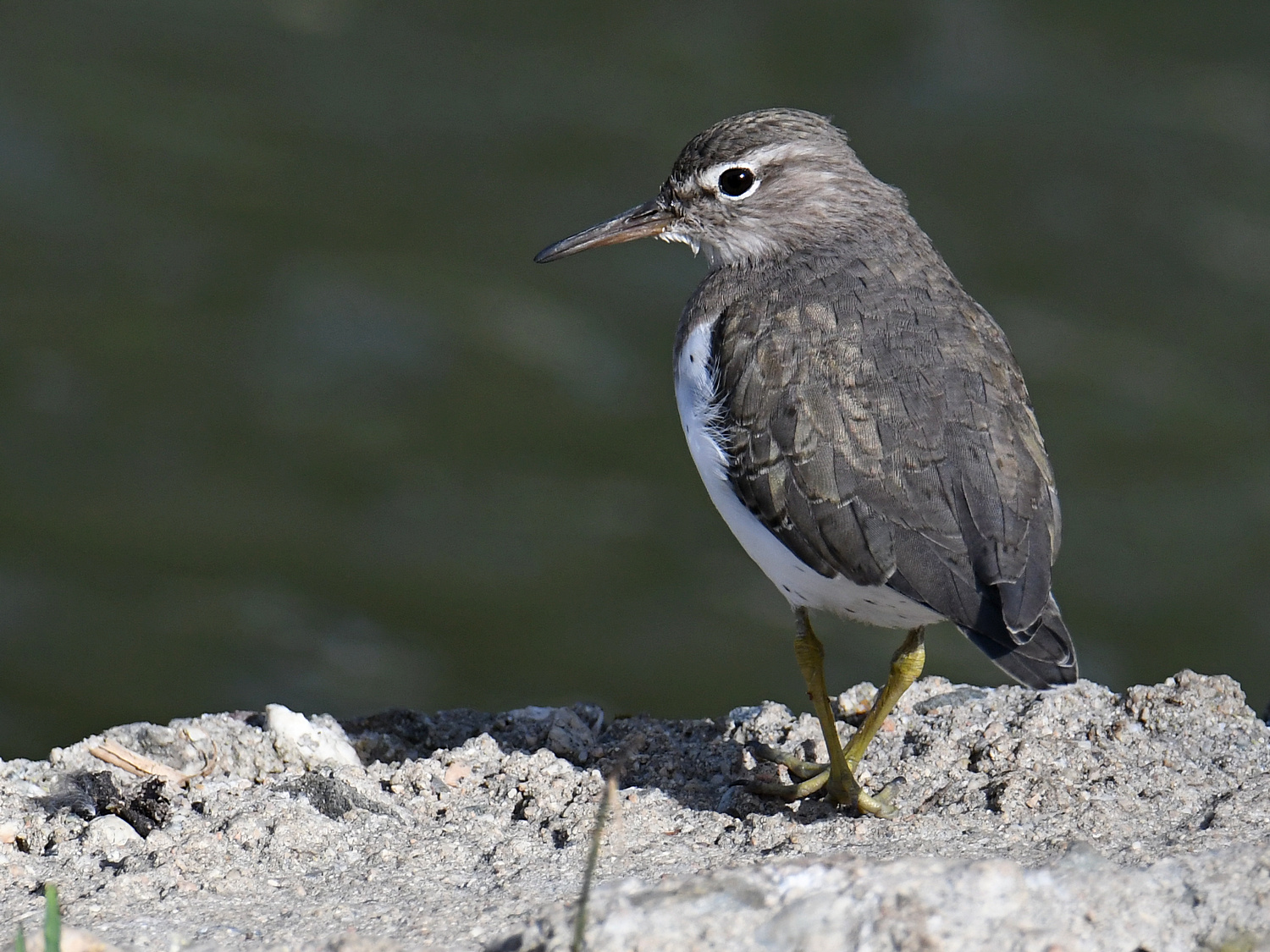 Sandpiper8.jpg