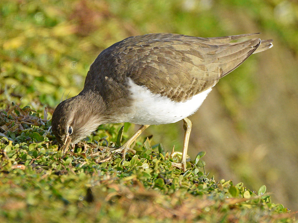 Sandpiper9.jpg