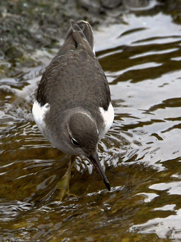 Sandpiper9.jpg
